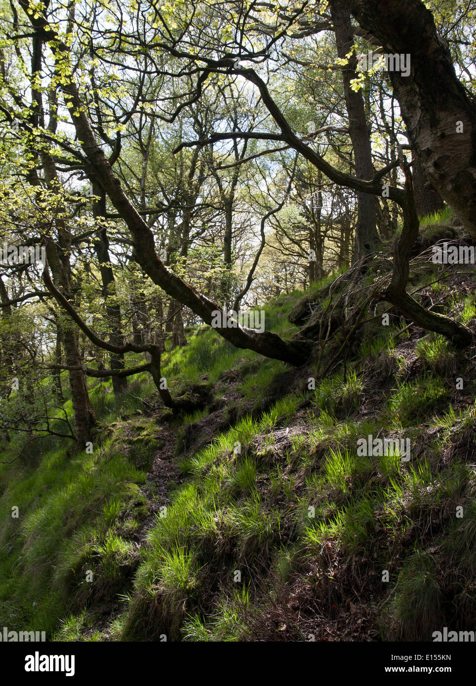 Bosco di latifoglie Kinder Scout DERBYSHIRE REGNO UNITO Foto Stock