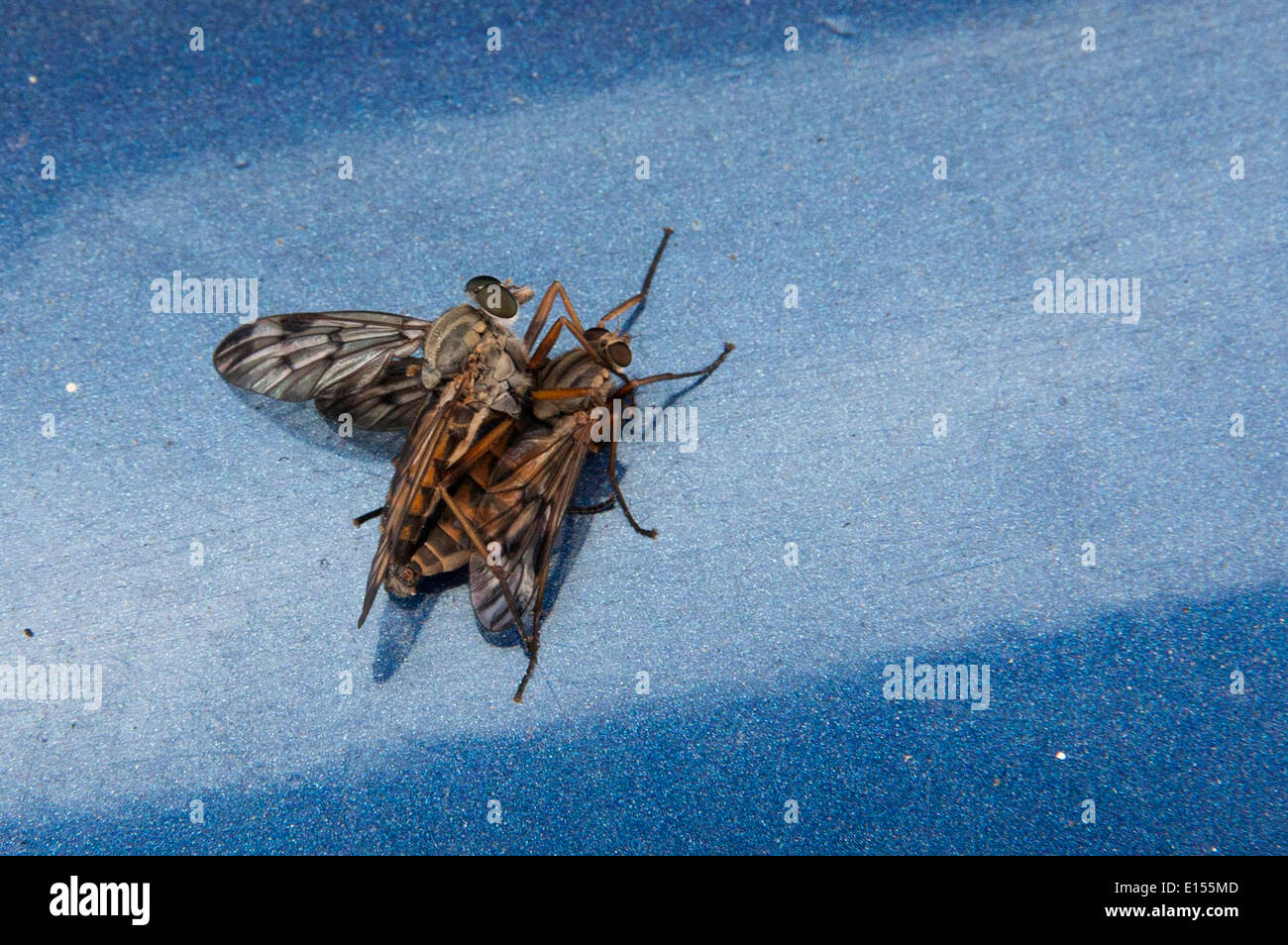 Rapinatore vola coniugata Foto Stock