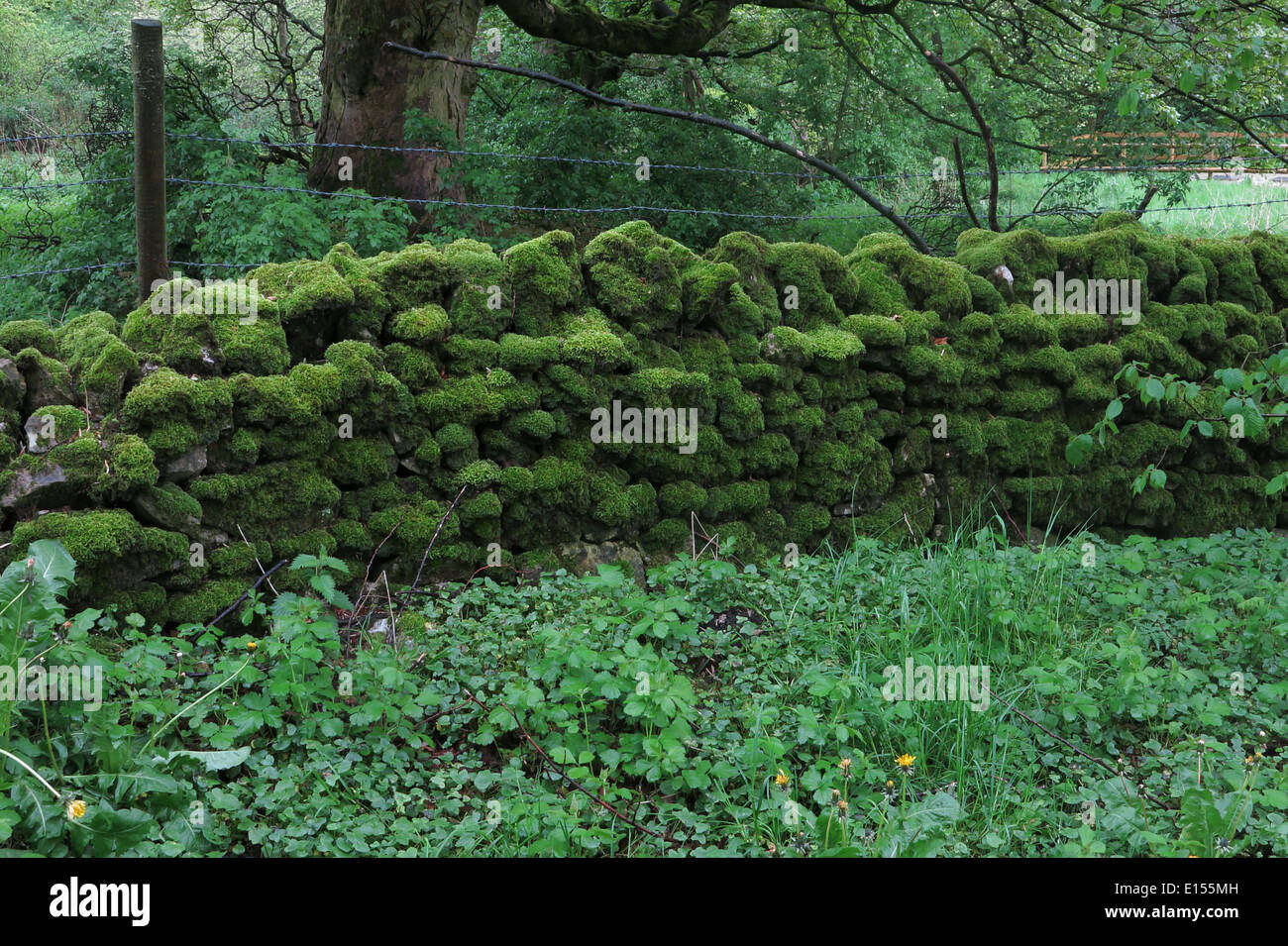 Coperte di muschio secco muro di pietra Foto Stock
