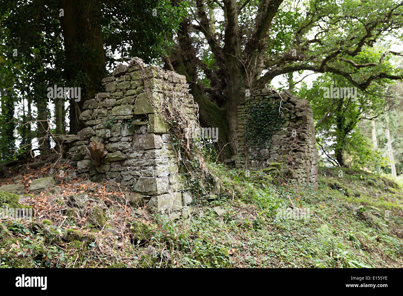 Casa in rovina nel villaggio abbandonato di Y Graig in Glangrwyne nel bosco sulle pendici della montagna Sugar Loaf, Wales, Regno Unito Foto Stock