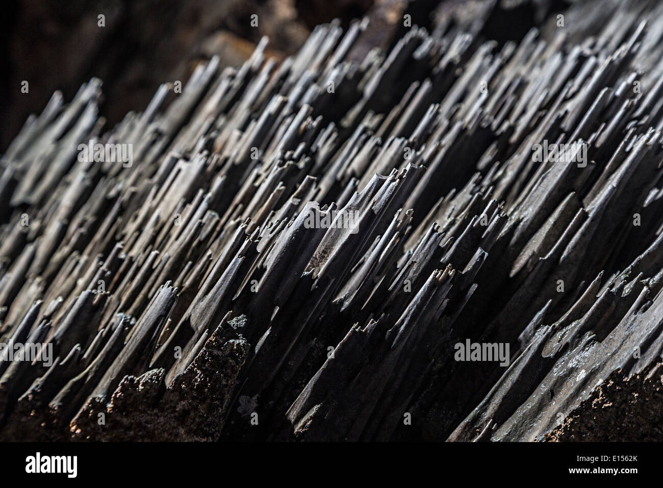 Close up phytokarst in Clearwater Grotta parco nazionale di Gunung Mulu Borneo Sarawak Malaysia Foto Stock