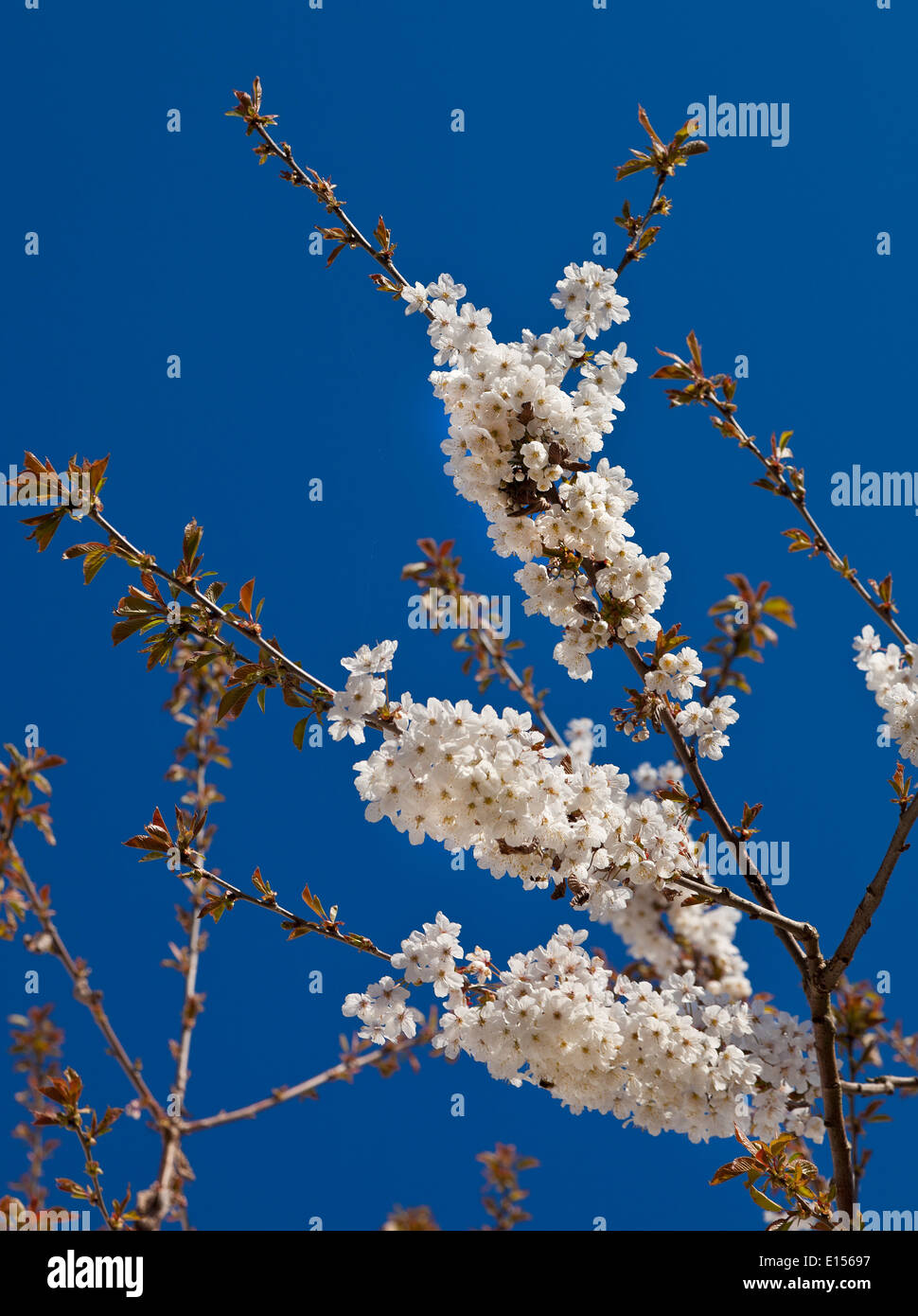 Bianco Ciliegio blossom, sole, profondo cielo blu Foto Stock