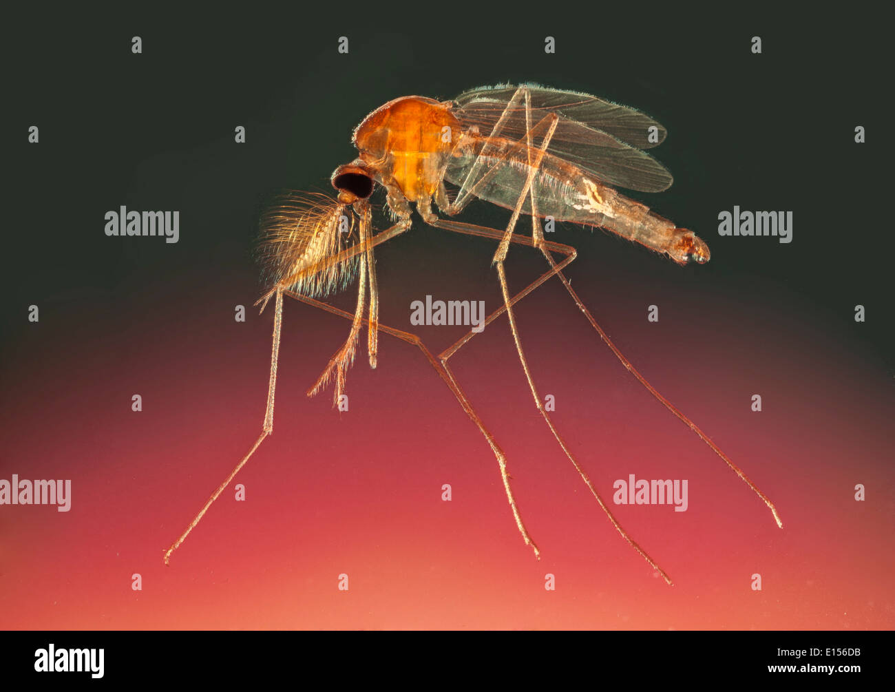 Zanzara anofele, femmina, microfotografia che mostra proboscide e antenne  Foto stock - Alamy