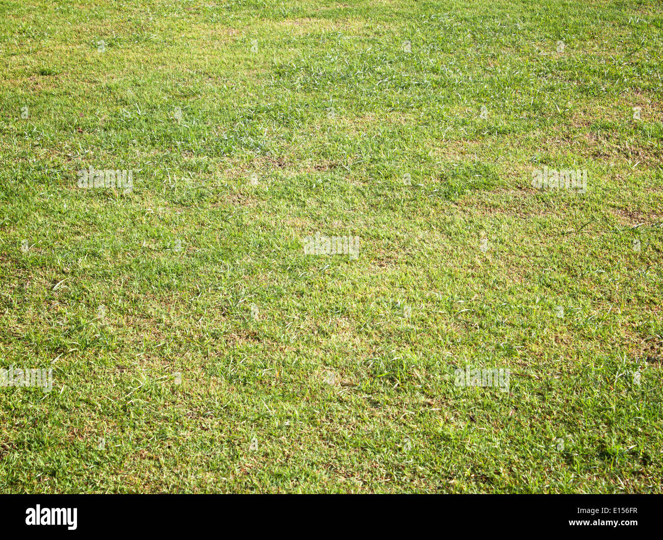 Prato verde erba sfondo con vignette campo da golf. Foto Stock