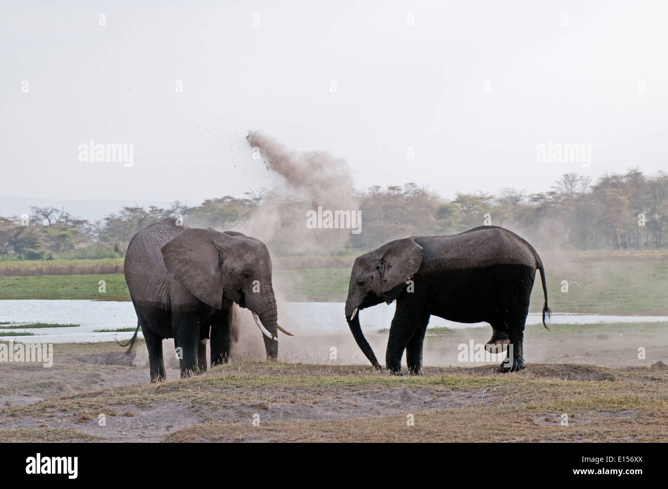 Gli elefanti di soffiare la polvere su se stessi in Amboseli National Park in Kenya Foto Stock