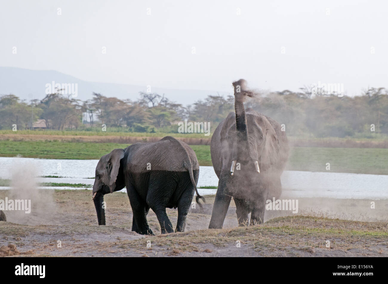 Gli elefanti di soffiare la polvere su se stessi in Amboseli National Park in Kenya Foto Stock