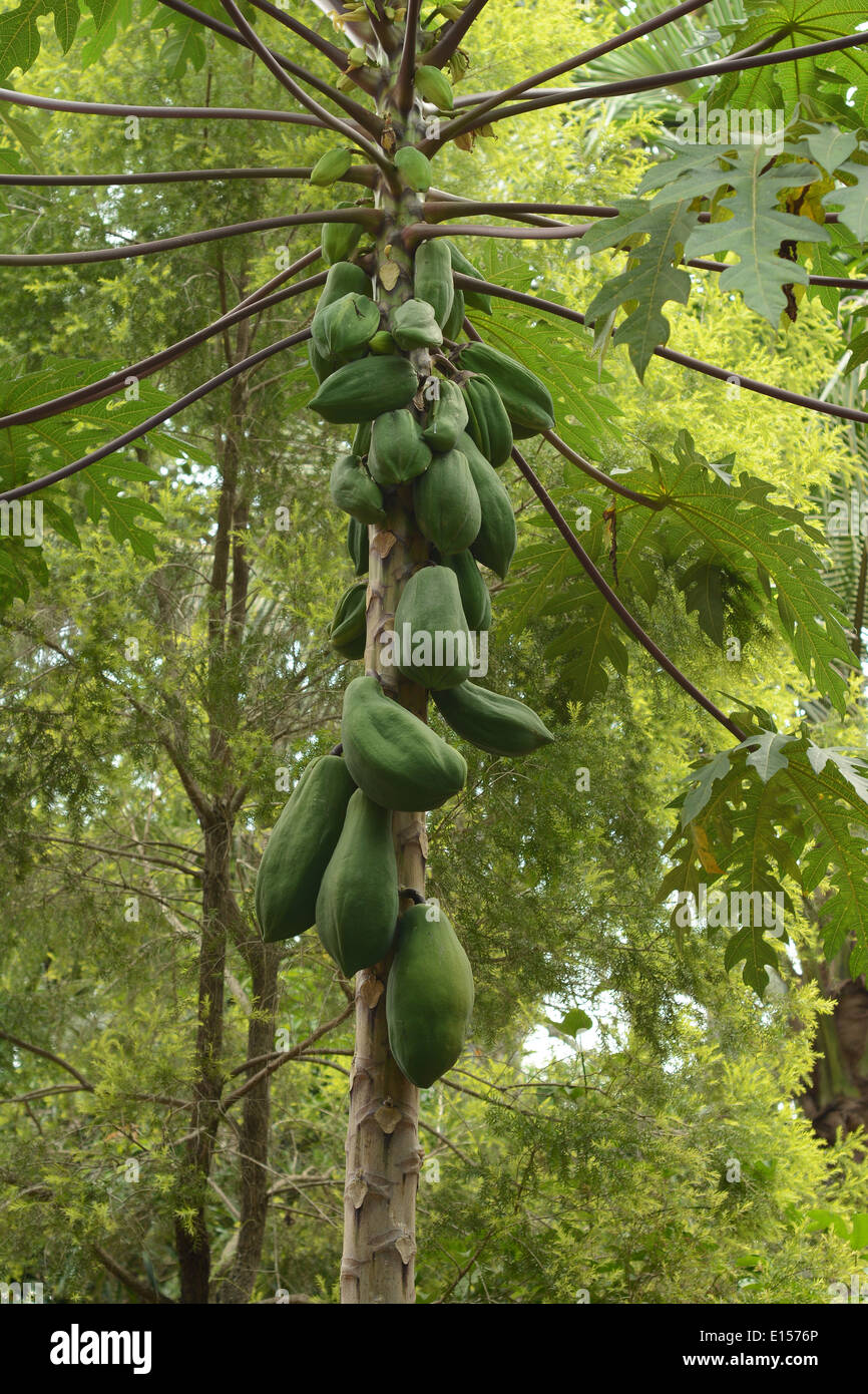 albero di papaia Foto Stock