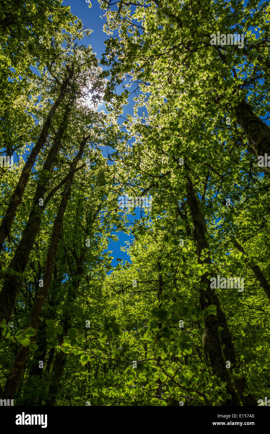 Alti alberi verdi contro il cielo blu, molla, primavera Foto Stock