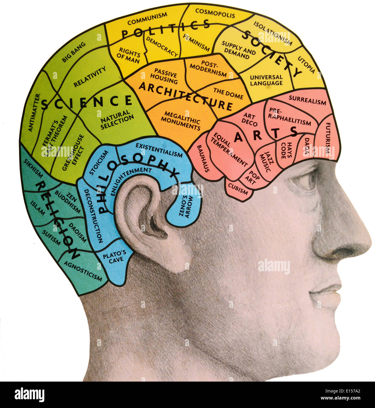 Phrenological cervello Foto Stock