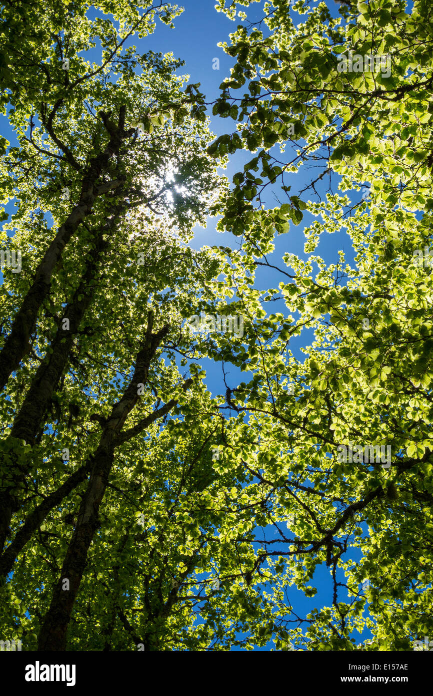 Alti alberi verdi contro il cielo blu, molla, primavera Foto Stock
