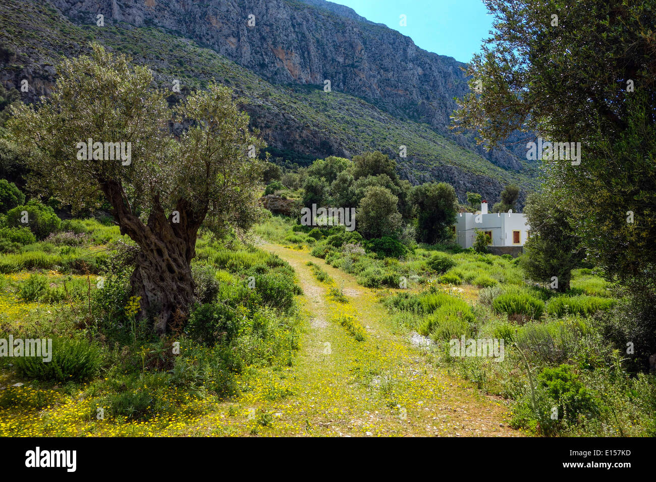 Percorso tra ulivi secolari, con la casa bianca e colline Foto Stock