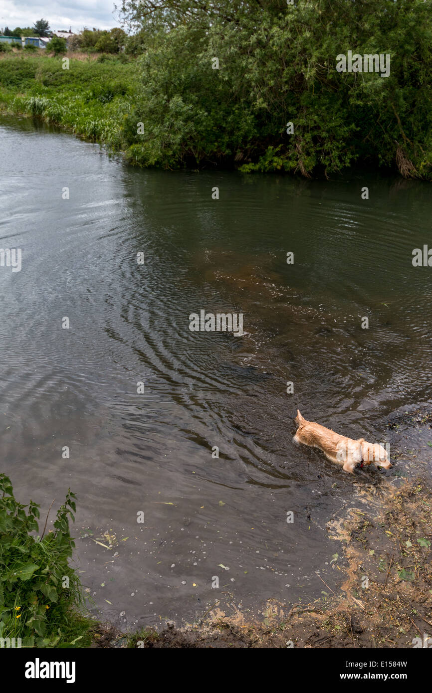 Cane a nuotare in un fiume Foto Stock