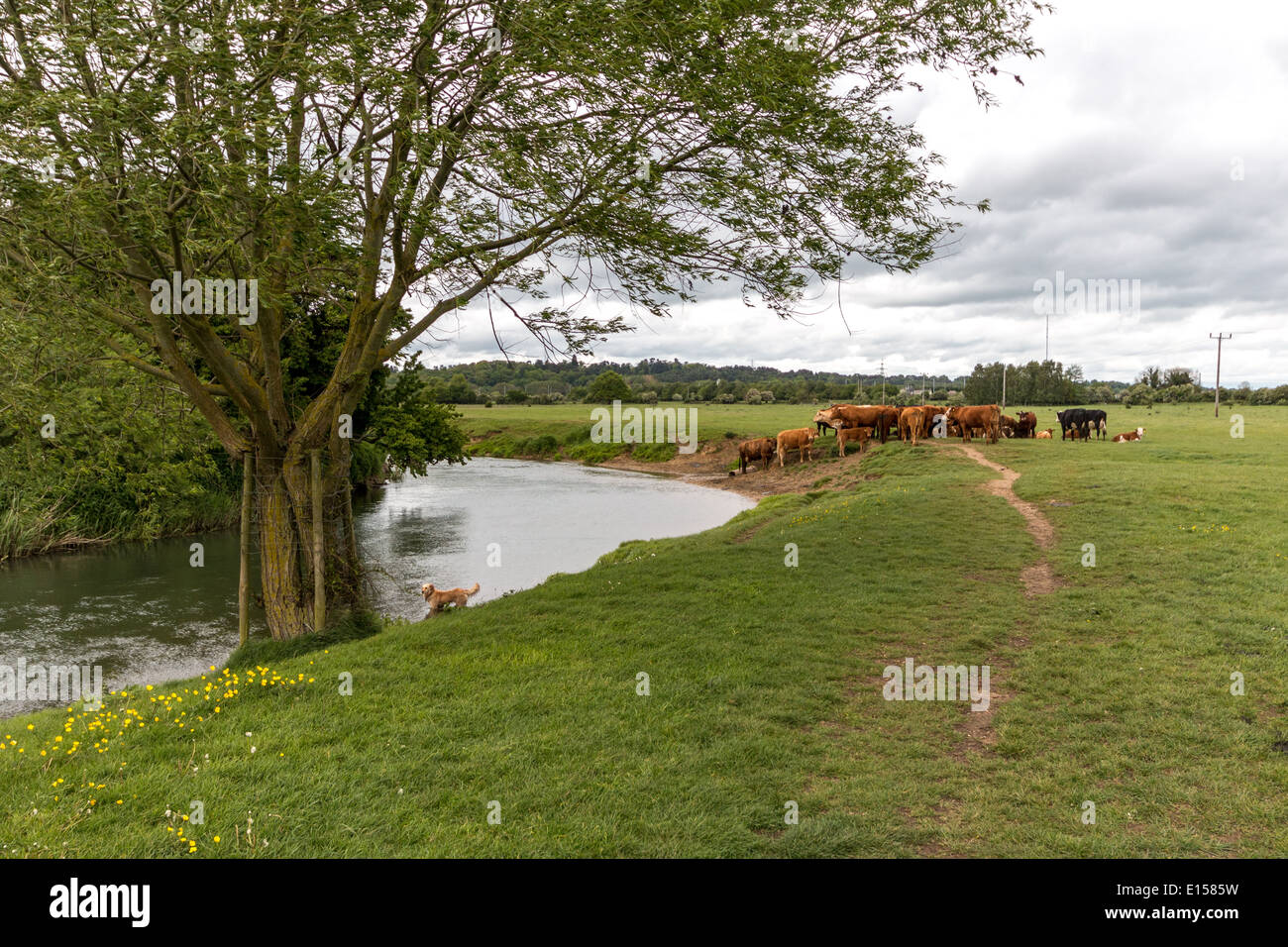 Cane riproduce in un fiume guardato da una mandria di mucche Foto Stock