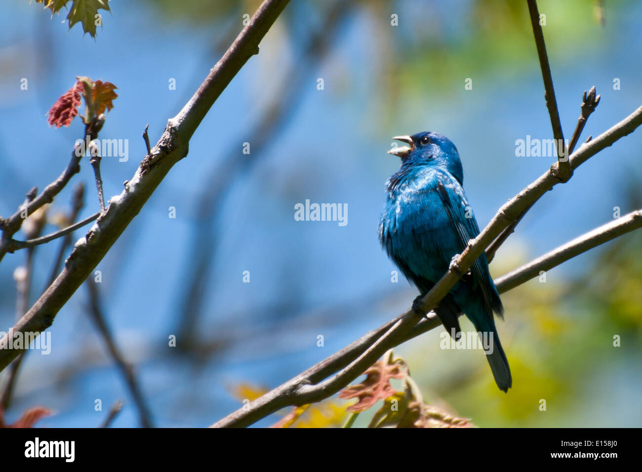 Indigo Bunting Foto Stock