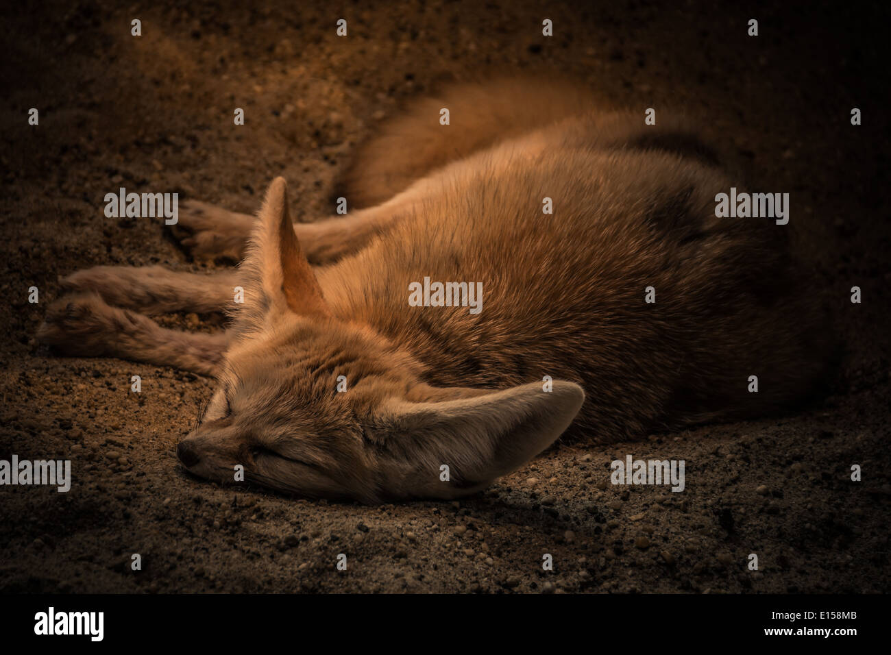 Un fennec fox sleeping Foto Stock