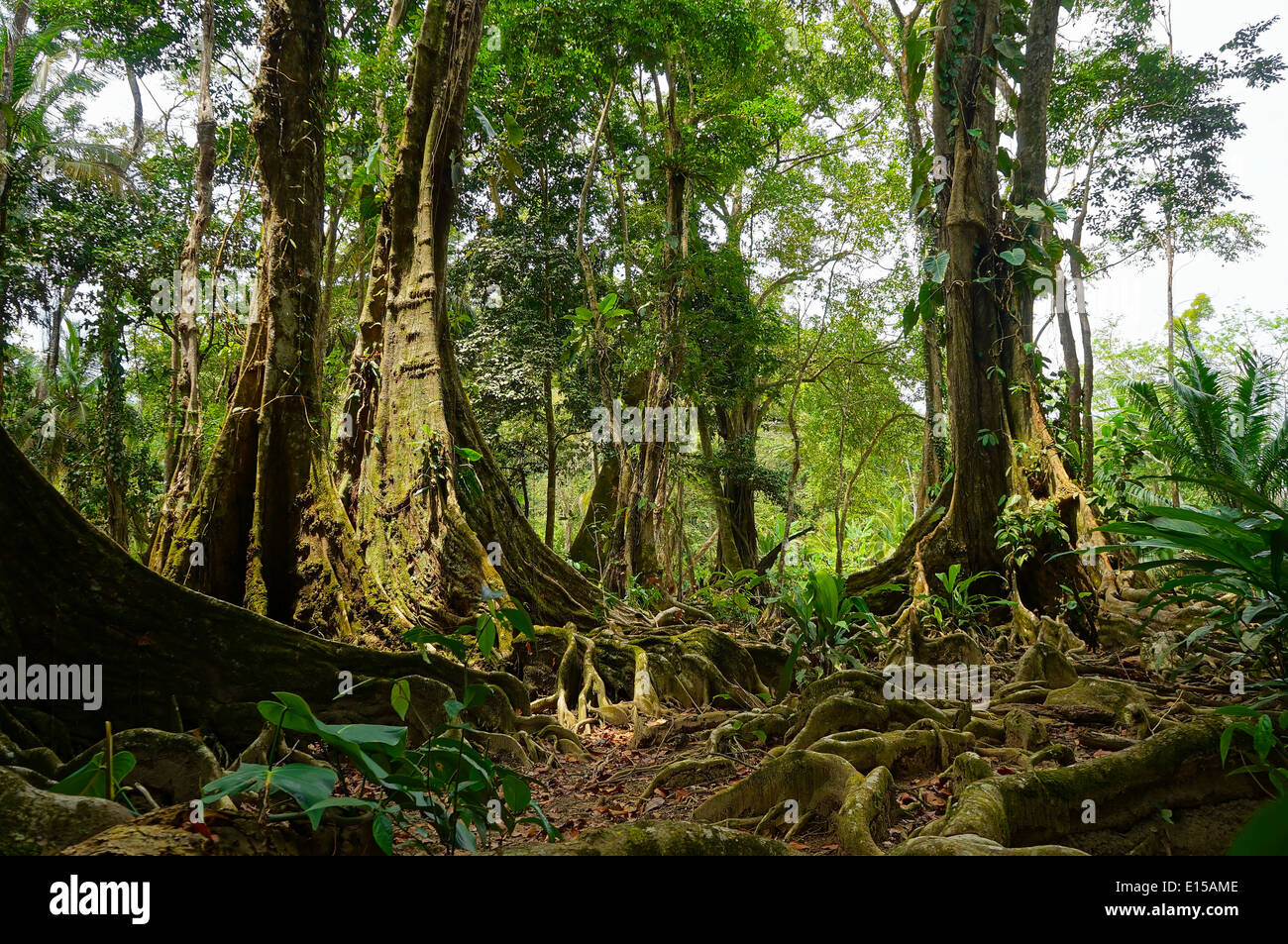 Alberi tropicali e radici nella giungla della Costa Rica Foto Stock