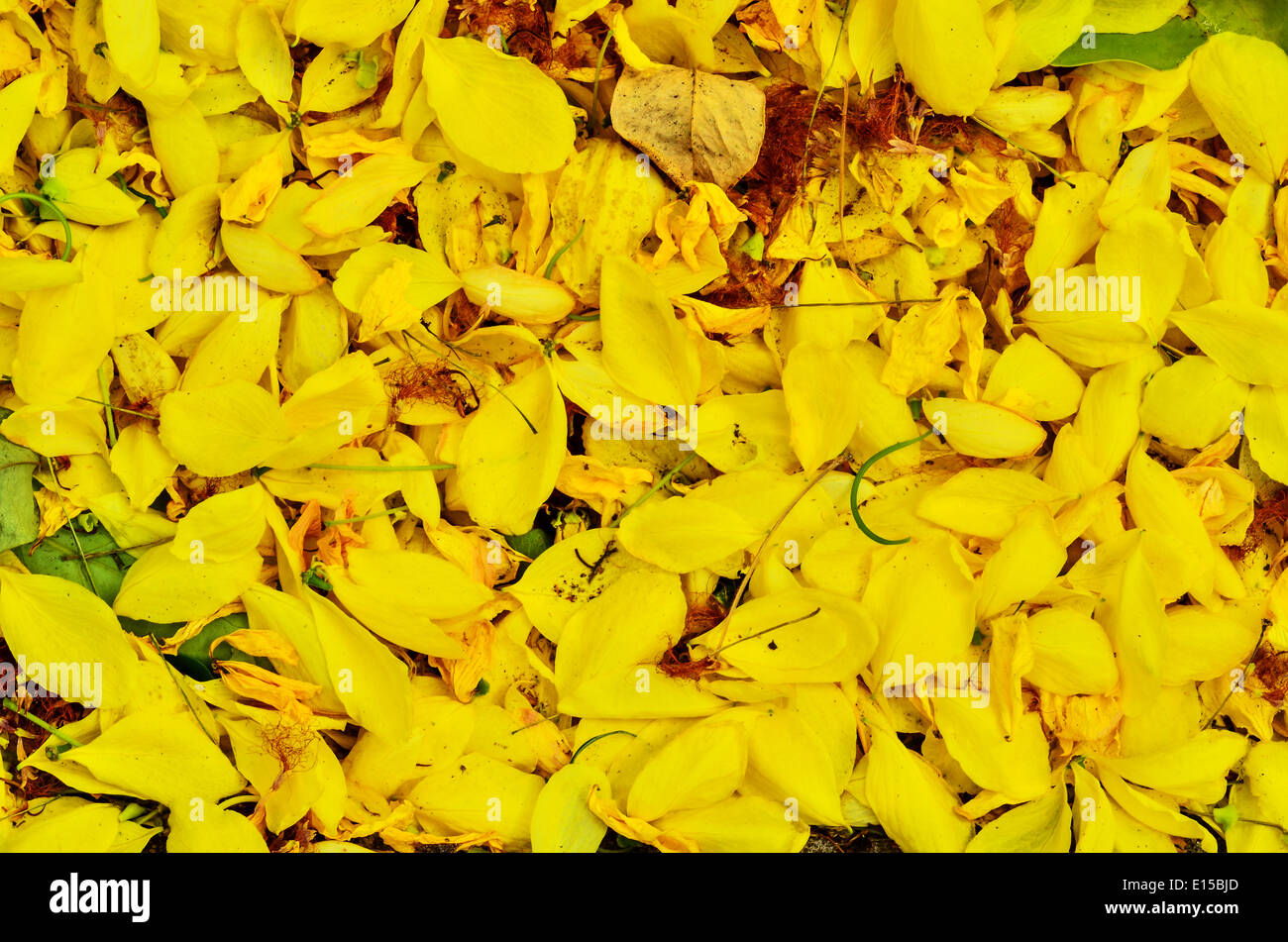 Cassia fistola sfondo Foto Stock