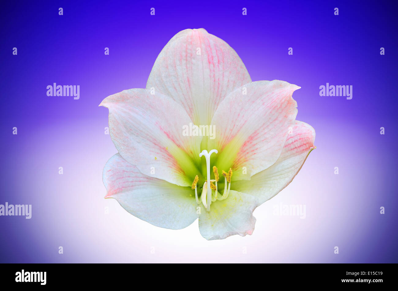Pink amaryllis isolati su luce blu Foto Stock