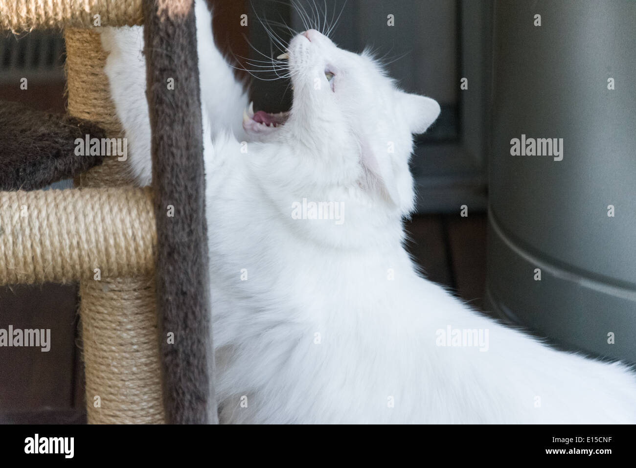 White cat ritratto teso su scratch post bocca aperta ringhiando vizioso cercando Pedigree Angora Turco gatto di razza Foto Stock