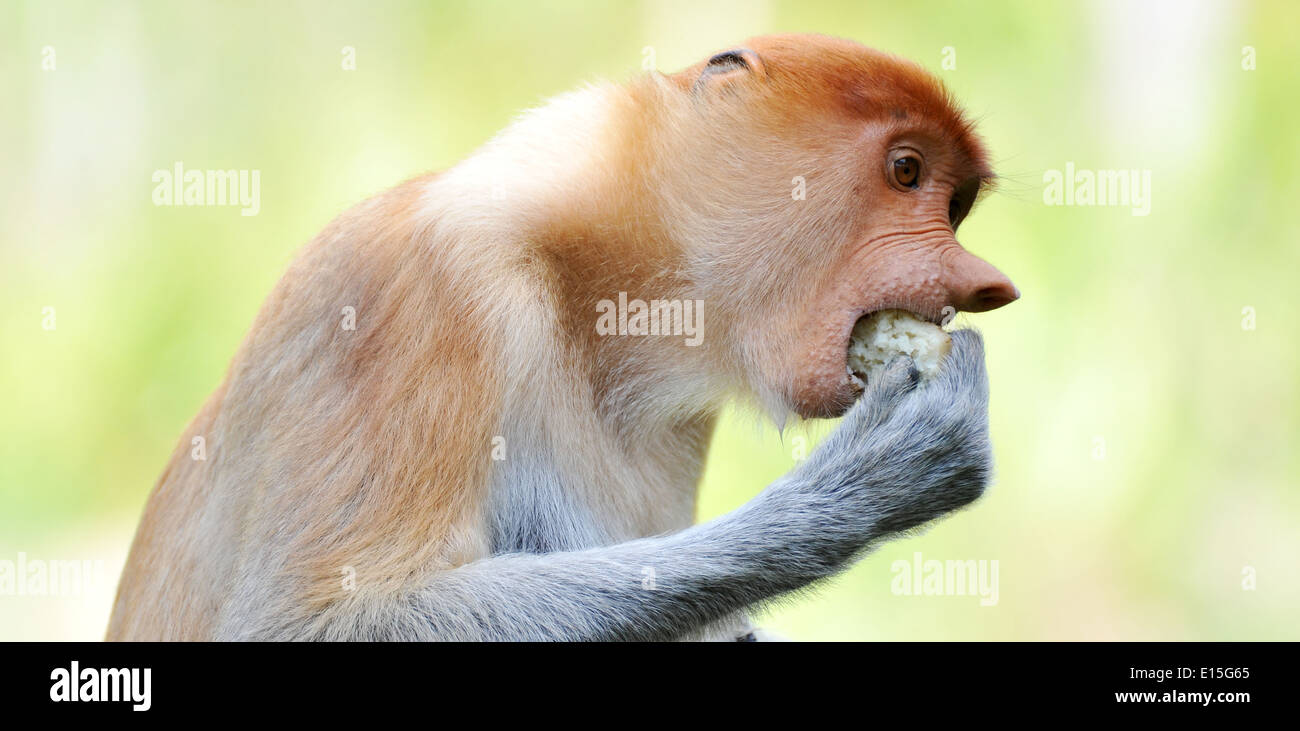 Proboscide monkey mangiare la frutta in Borneo Foto Stock