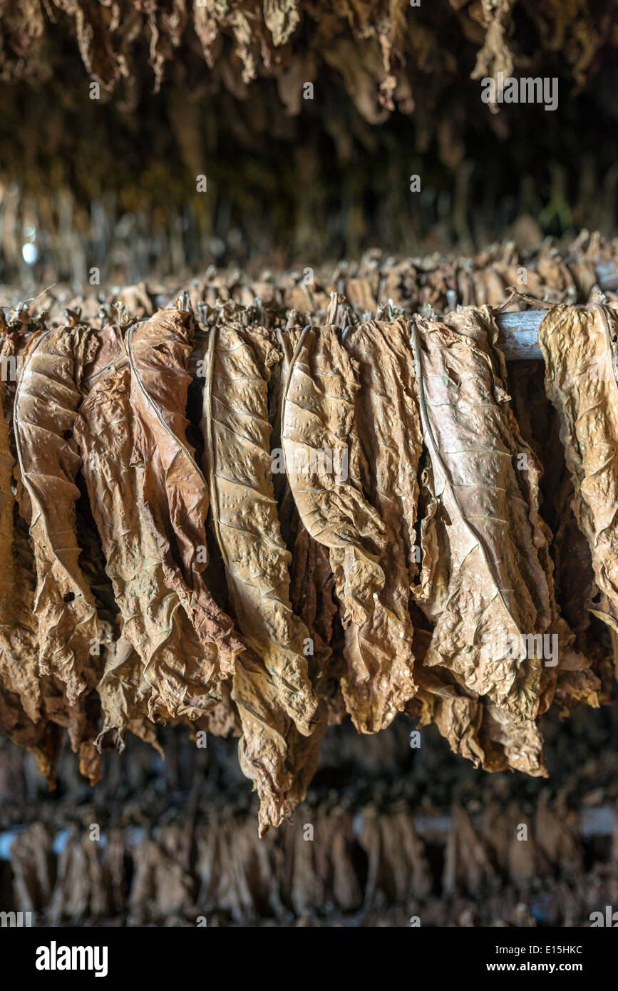 Modo Classico di essiccazione del tabacco. Cuba Foto Stock