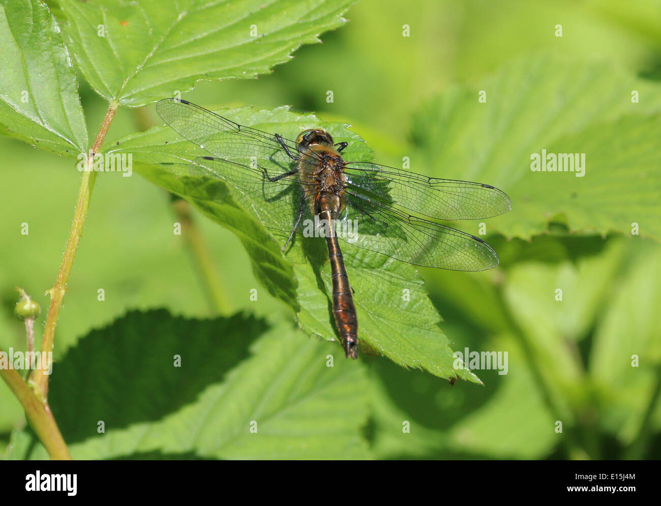 Dettagliata immagine macro di una roverella libellula Smeraldo (Cordulia aenea) Foto Stock