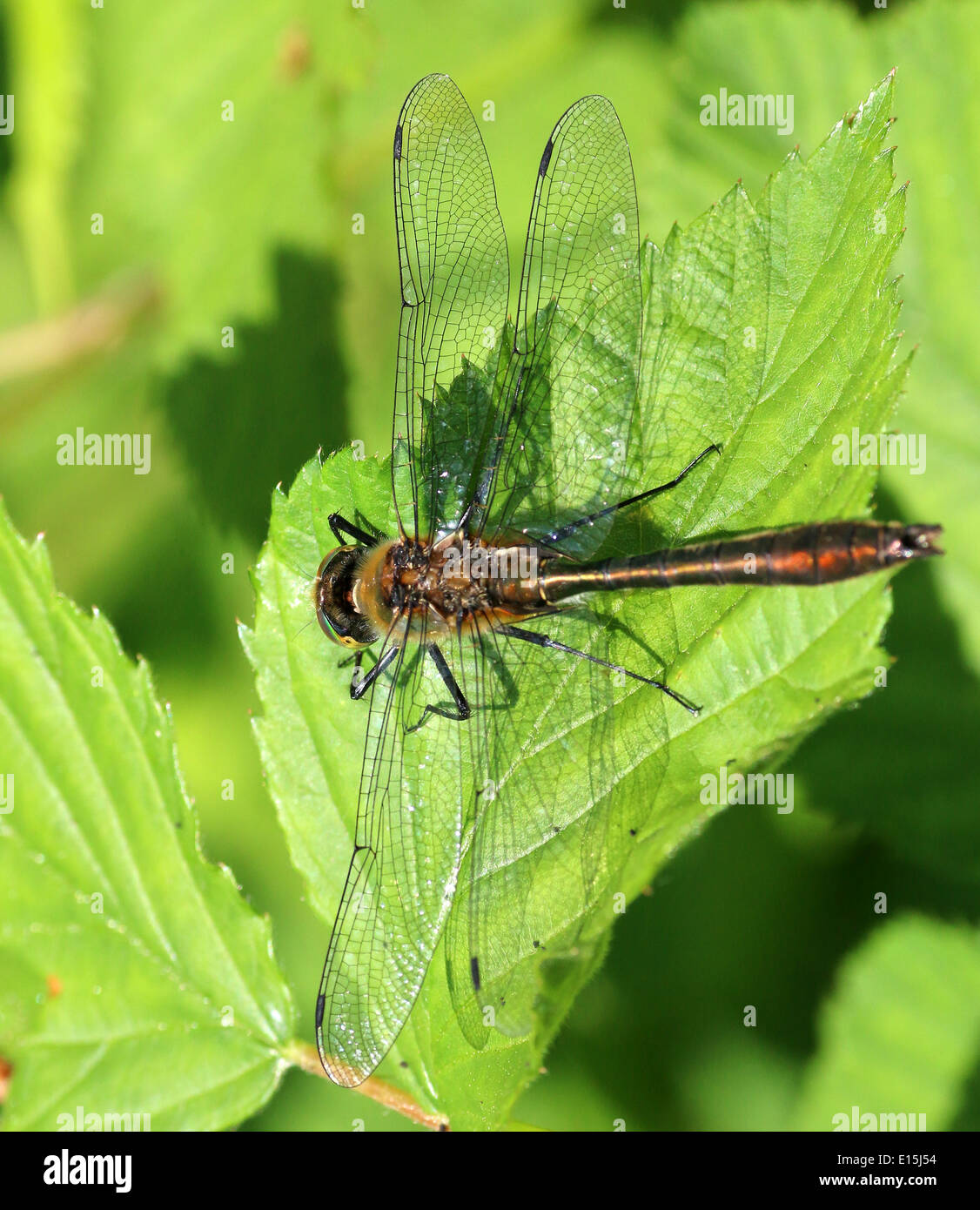 Dettagliata immagine macro di una roverella libellula Smeraldo (Cordulia aenea) Foto Stock