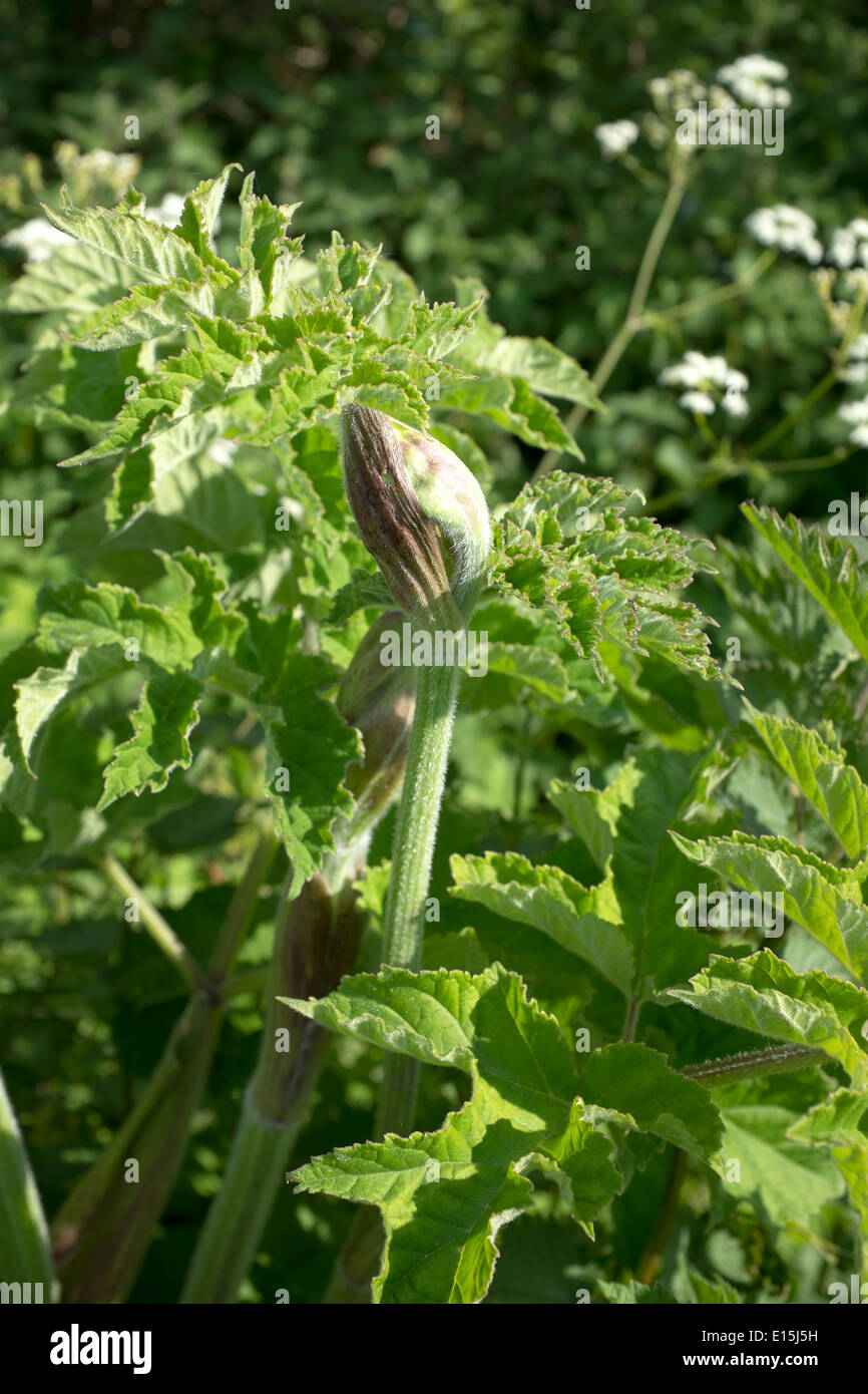 Hogweed comune con sementi non aperti o flowerhead Foto Stock
