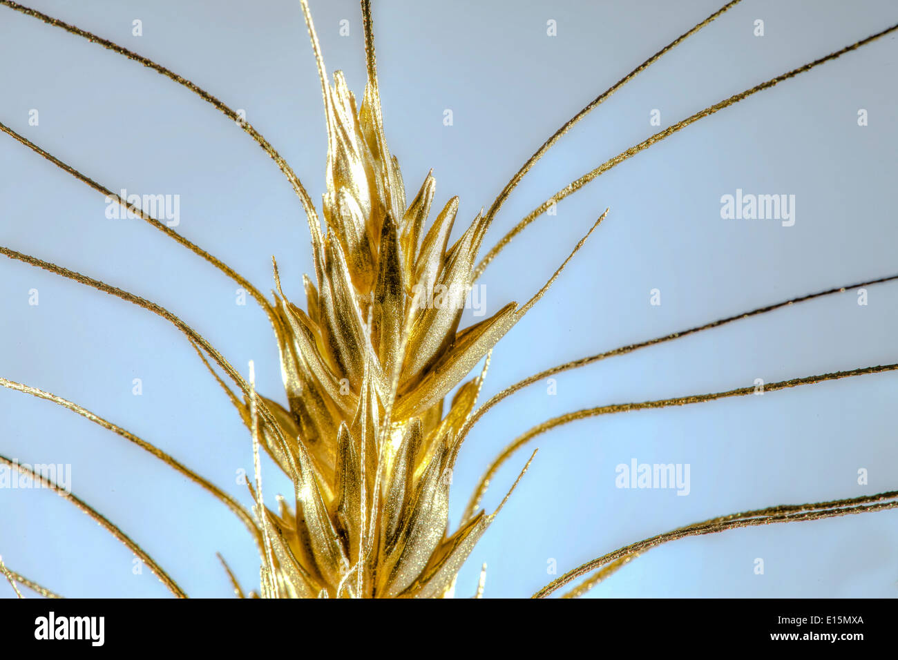 servizio fotografico golden wheat in studio fotografico con oro dipinto Foto Stock