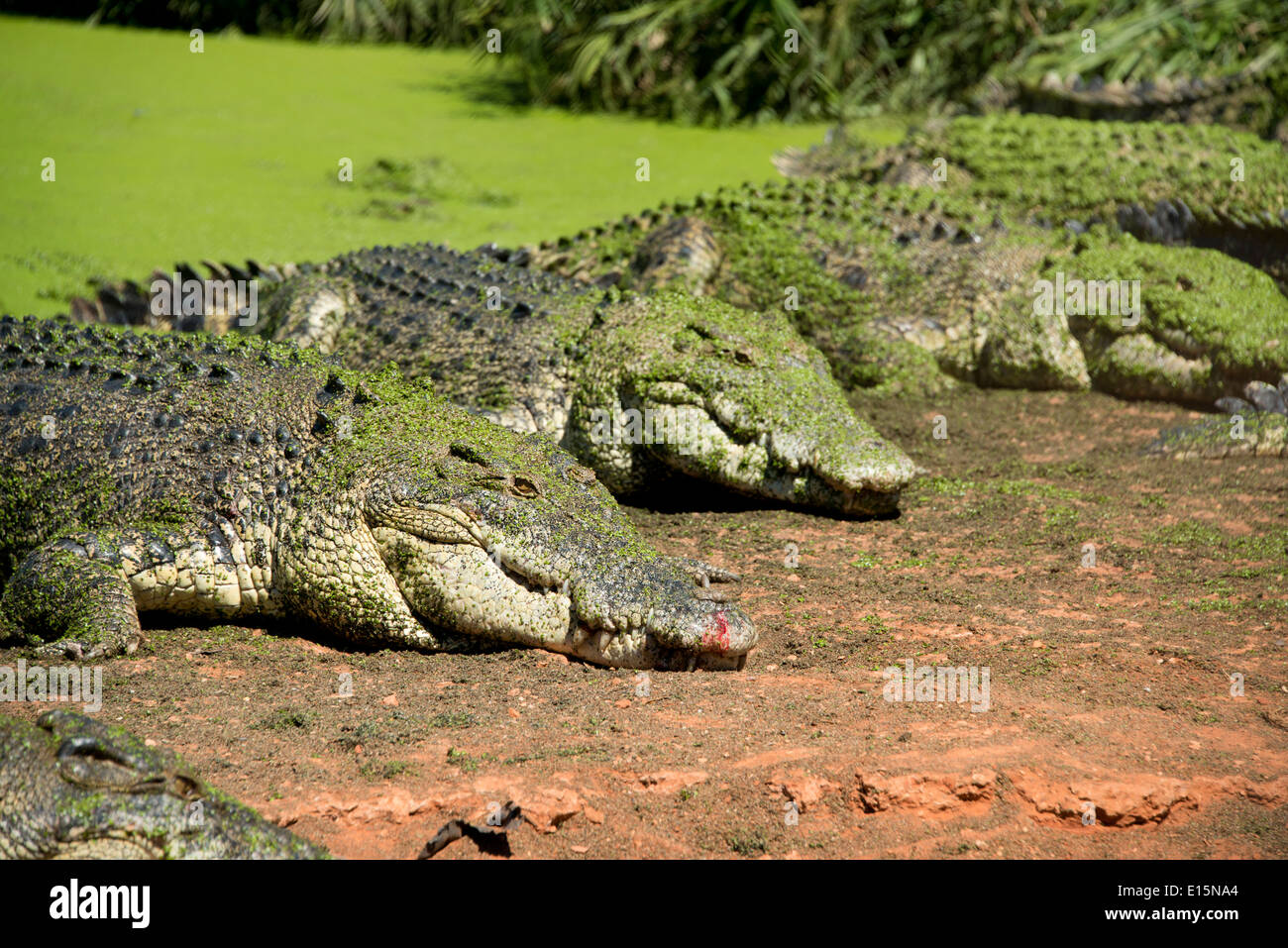 Australia, Australia occidentale, Broome. Malcolm Douglas Crocodile Park. Coccodrilli di acqua salata (Captive: Crocodylus porosus). Foto Stock