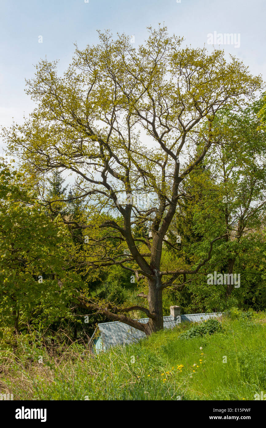 Albero sulla Collina del Castello di Drohiczyn, regione Podlasie, Polonia Foto Stock