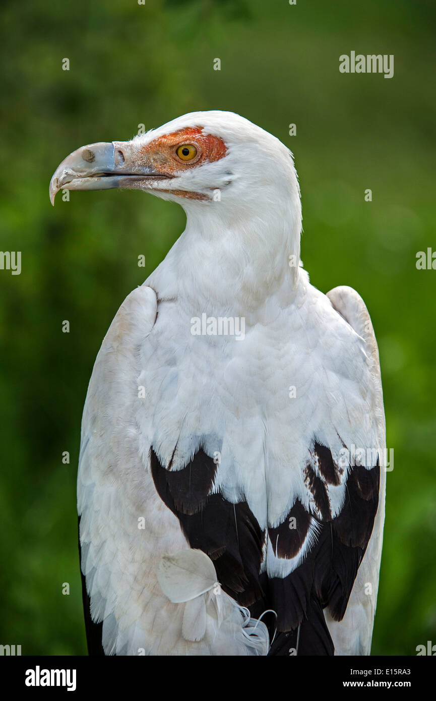 Palm-dado vulture / palm nut vulture (Gypohierax angolensis) nativa per l'Africa sub-sahariana Foto Stock