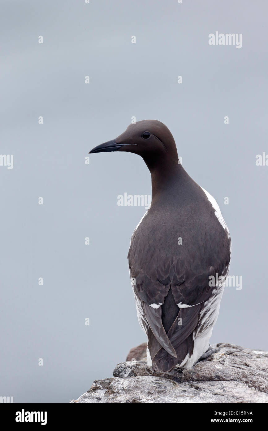 Guillemot, Uria aalge, singolo uccello su roccia, Northumberland, Maggio 2014 Foto Stock