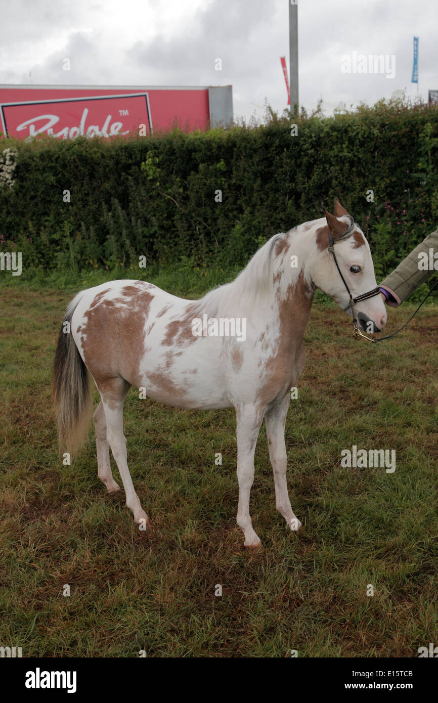 Miniaturizzati a cavallo di razza American pony Shetland essendo mostrata in Devon County Show 2014. Foto Stock