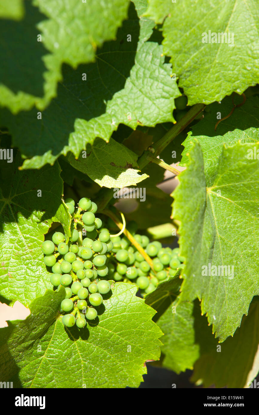 Vigneti nella zona circostante di Nantes Foto Stock