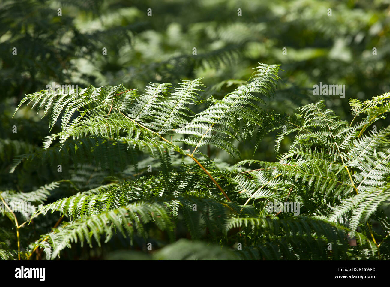 La felce nella foresta delle Landes ("forêt des Landes') Foto Stock