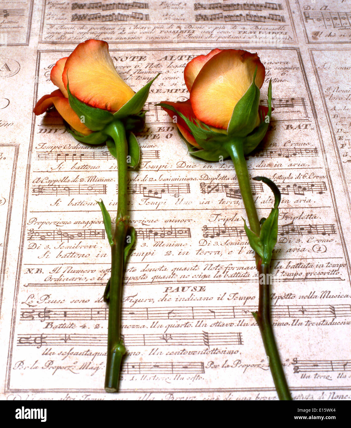 Ancora la vita di due giallo con rivestimento arancione Roses sulla carta da musica Foto Stock