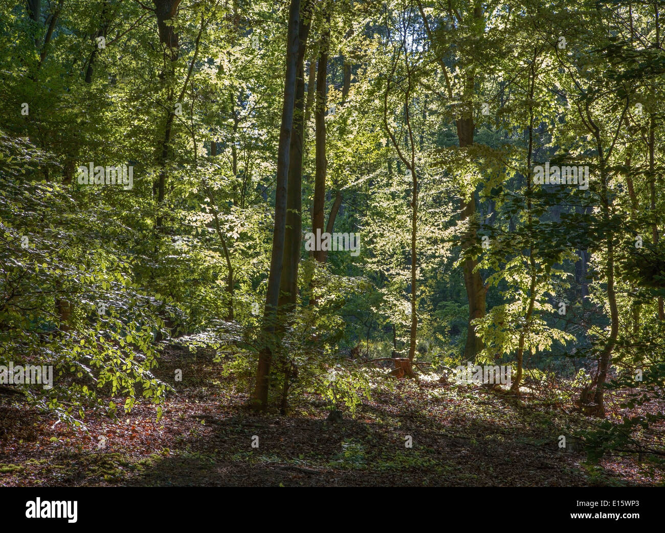 Giovani molla di faggio foresta in Piccoli Carpazi Foto Stock