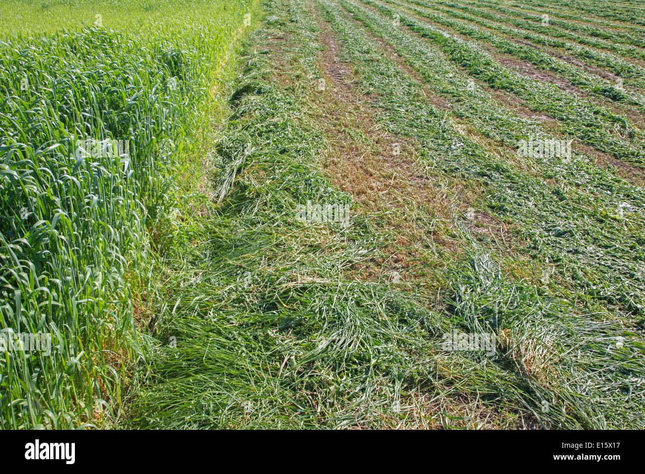 Campo di trifoglio dopo la scarnitura Foto Stock
