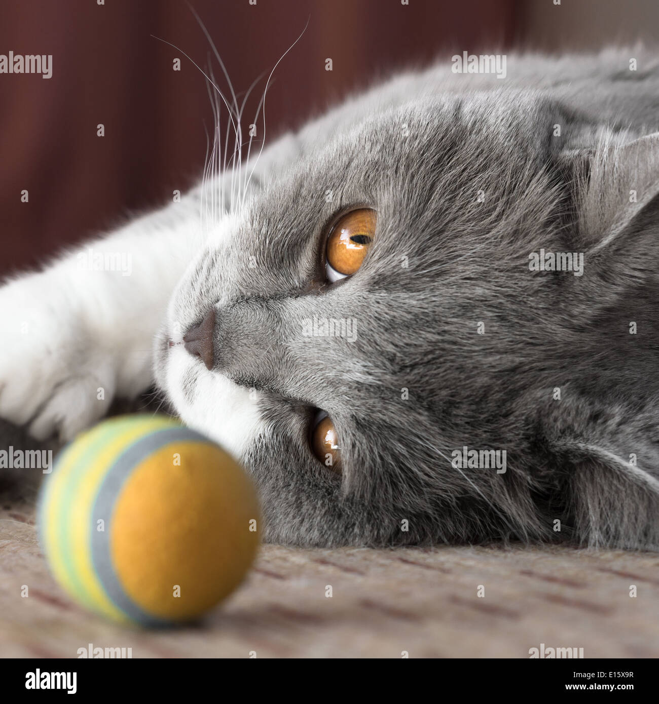 Piccola Bellezza - British Shorthair Cat giocando con sfera Foto Stock