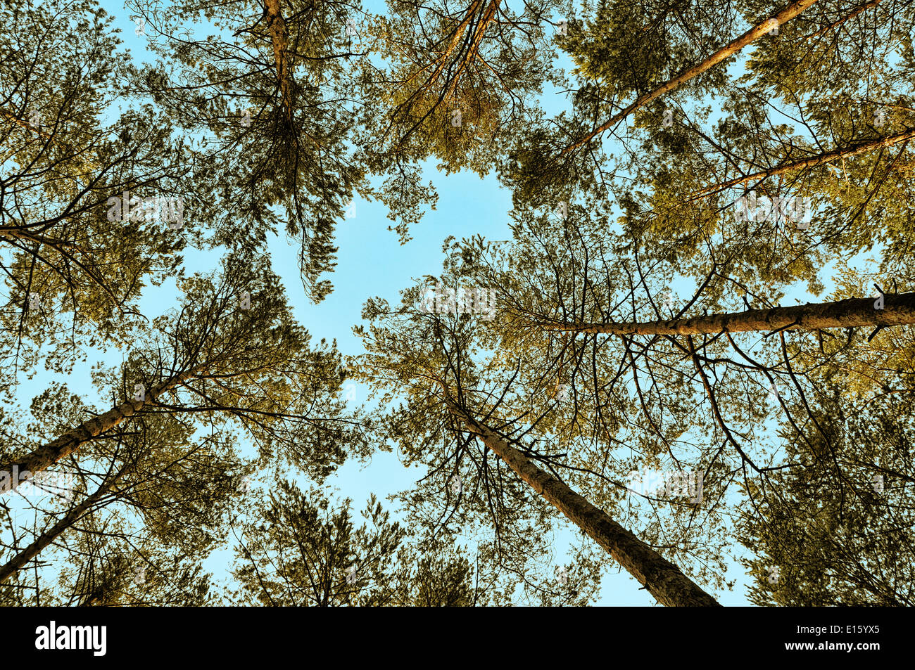 Bassa angolazione di alberi contro il cielo blu Foto Stock
