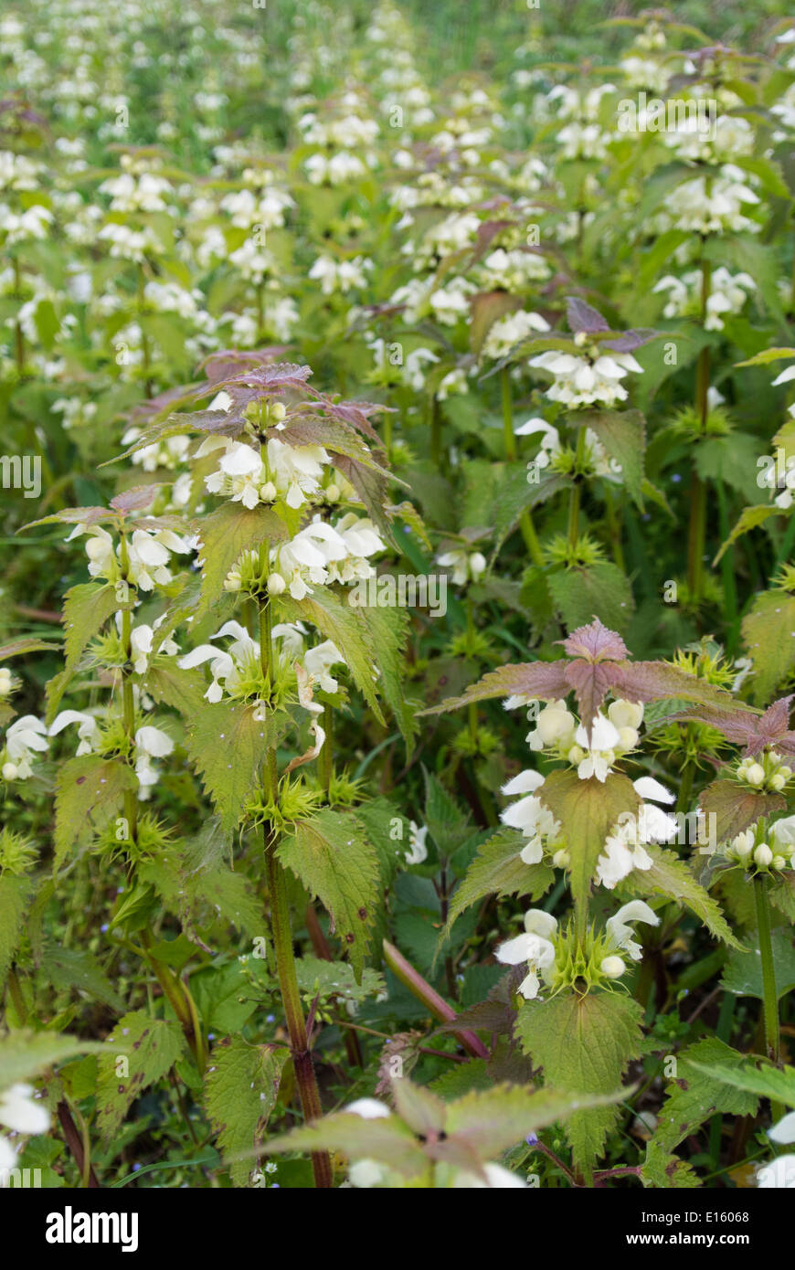 Lamium album (bianco morti di ortica) Foto Stock