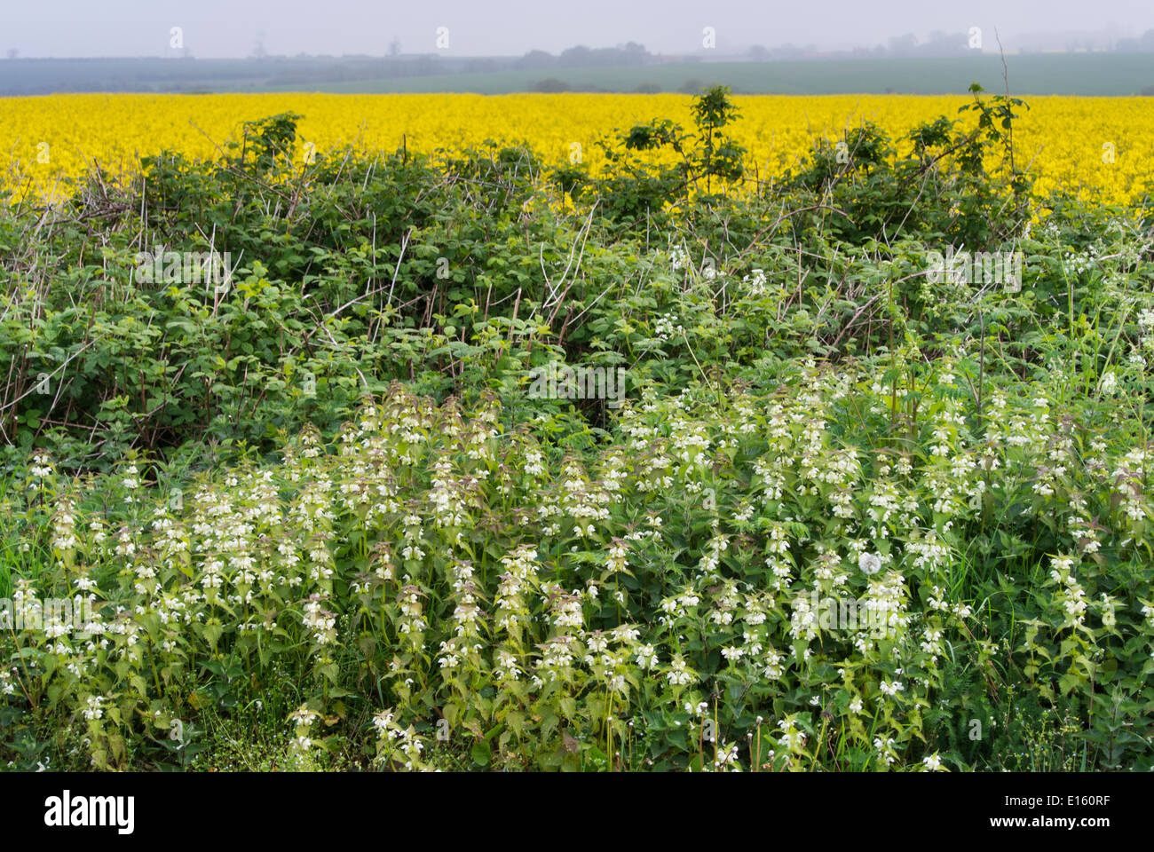 Lamium album (bianco morti di ortica) Foto Stock
