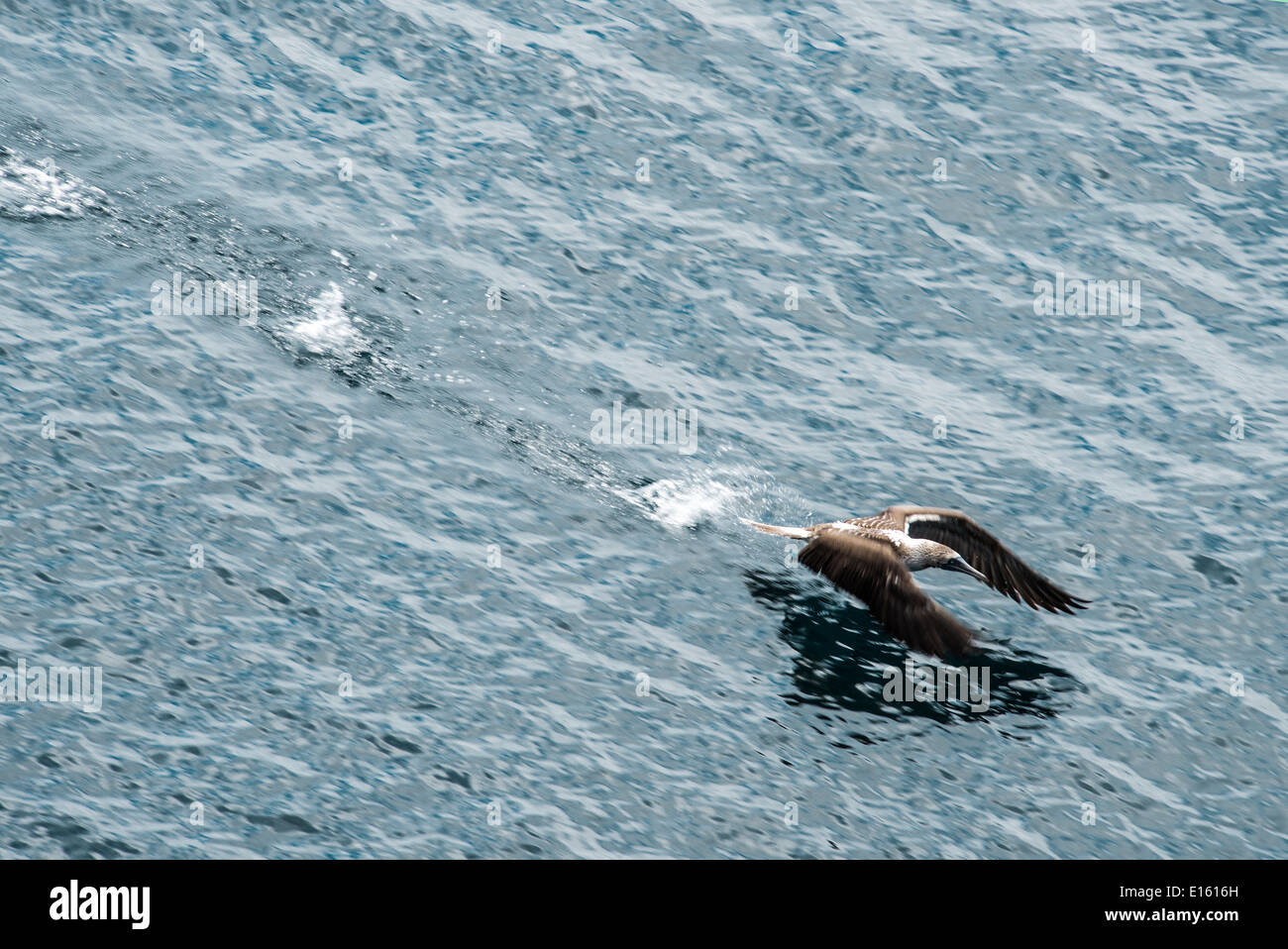 Blu-footed booby battenti fino dall'acqua, San Cristobal, Galapagos, Ecuador Foto Stock