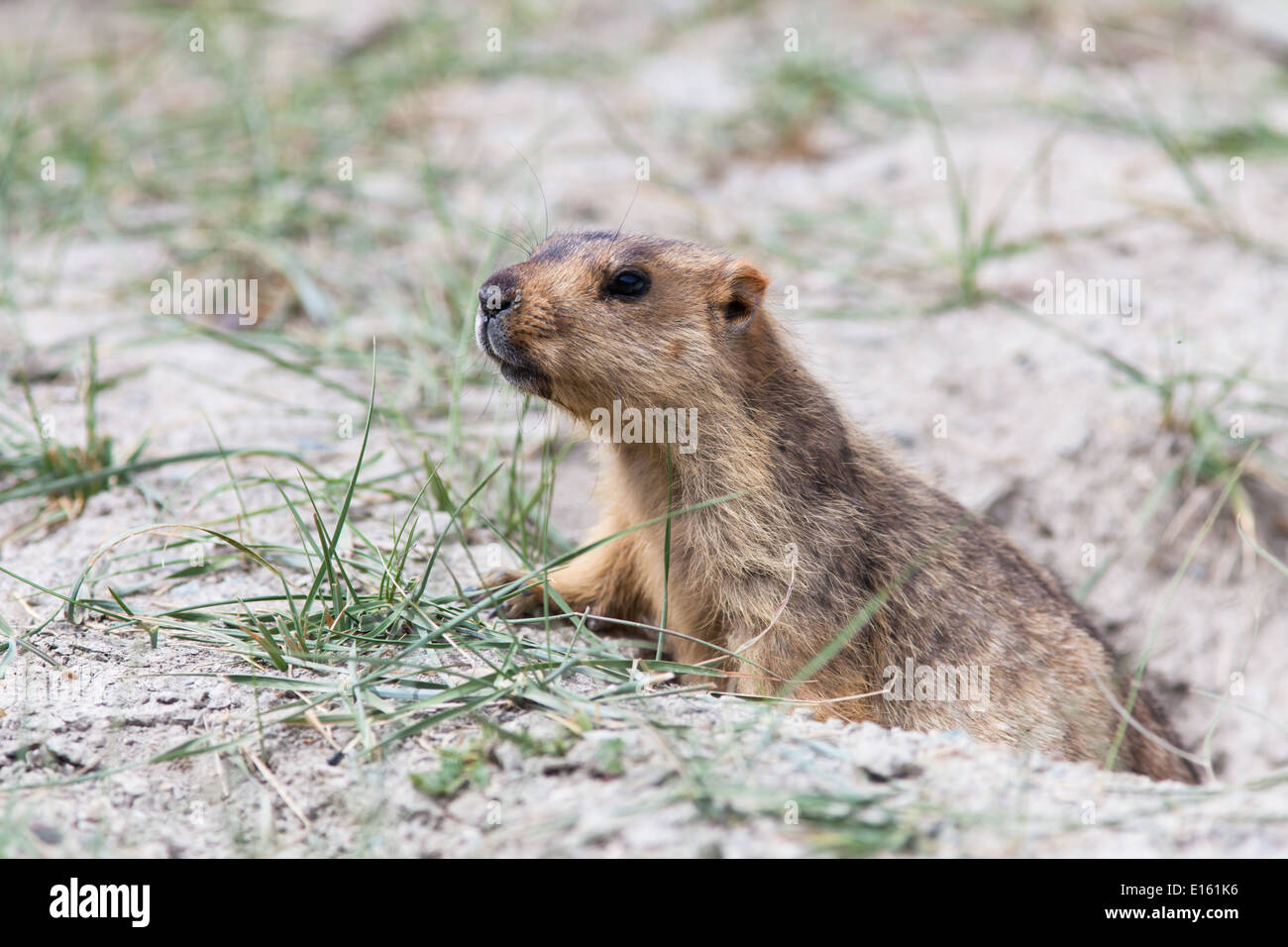 La marmotta all'ingresso burrow (dalla regione di Rumtse, Ladakh, Jammu e Kashmir, India) Foto Stock