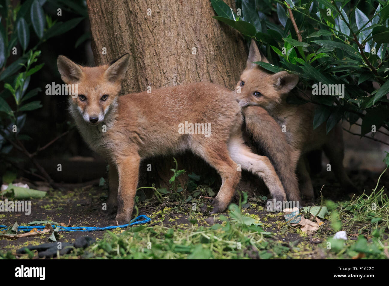 Duo di cucciolo di volpe Foto Stock