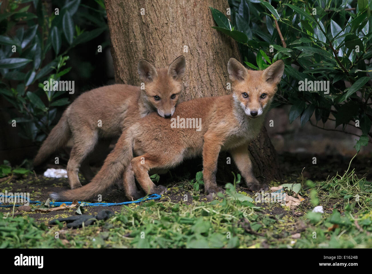 Fox cubs giocando Foto Stock