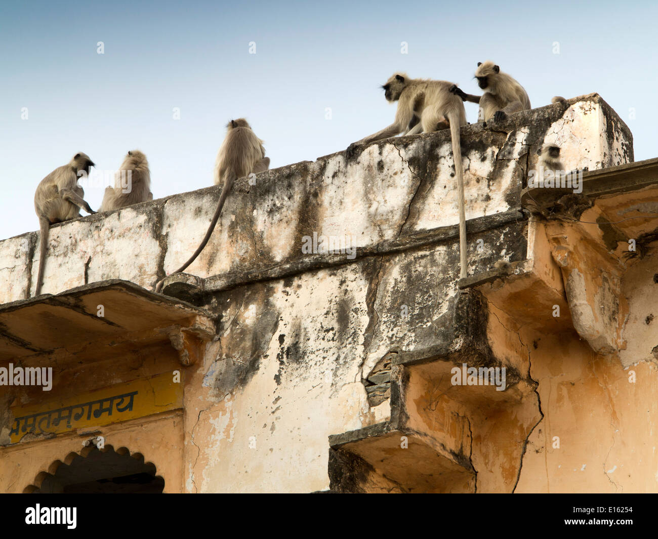 India Rajasthan, Udaipur, Chandpole, Grigio Hanuman scimmie Langur Semnopithecus entellus sulla costruzione tetto Foto Stock