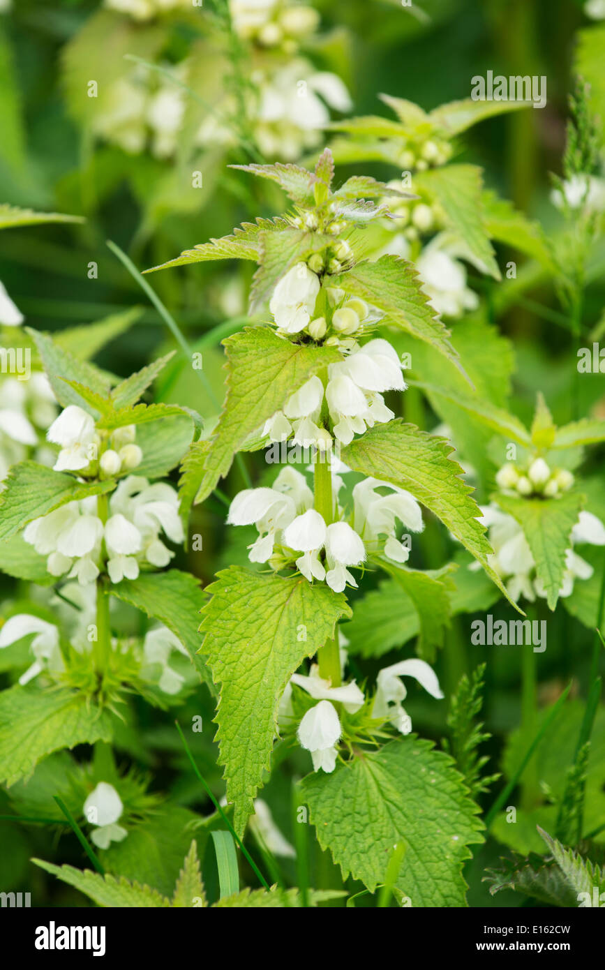 Lamium album (bianco morti di ortica). Foto Stock