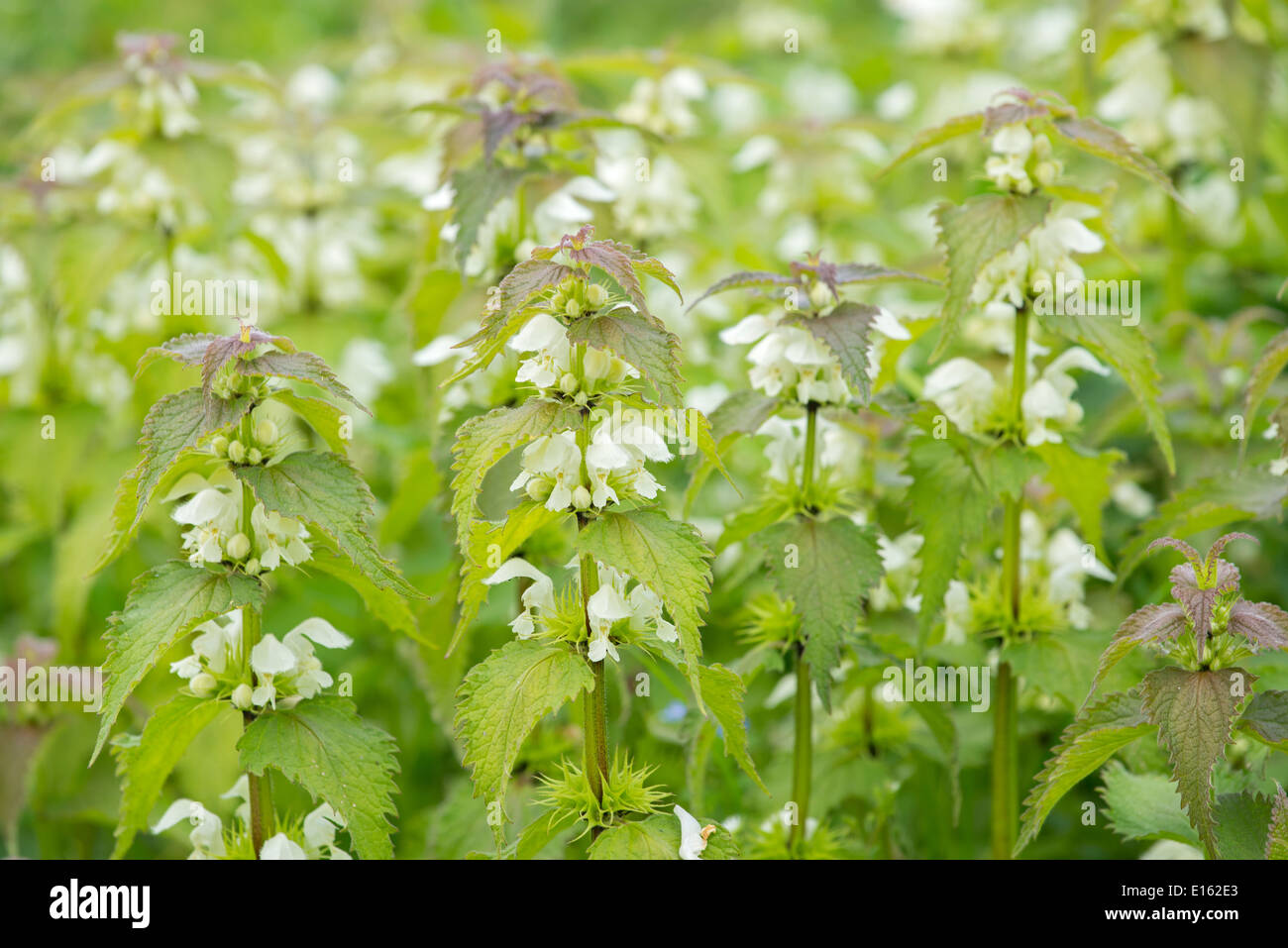 Lamium album (bianco morti di ortica). Foto Stock